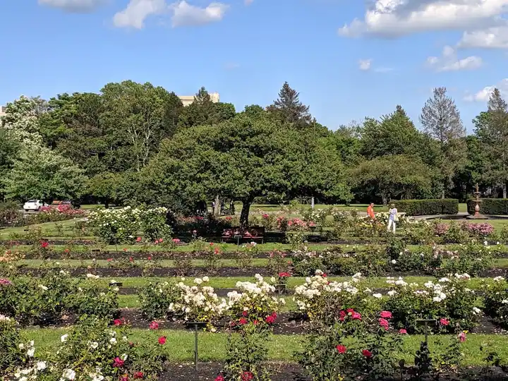 Maplewood Rose Garden, a botanical garden in Rochester