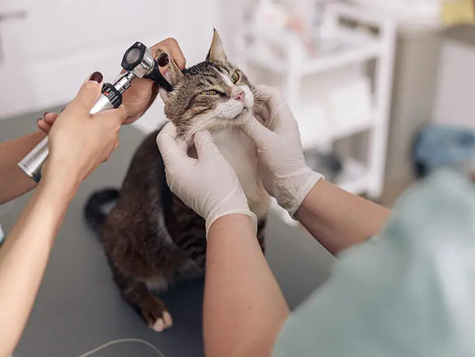 Banfield Pet Hospital, a veterinarian in Webster