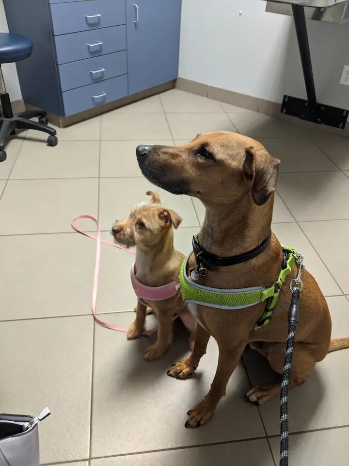 The Village Vet, a veterinarian in Webster