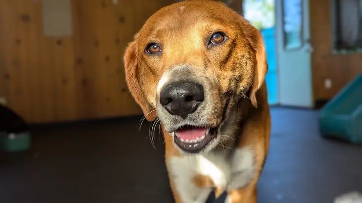 Bonkerz Doggie Daycare Inc., a dog day care center in Webster
