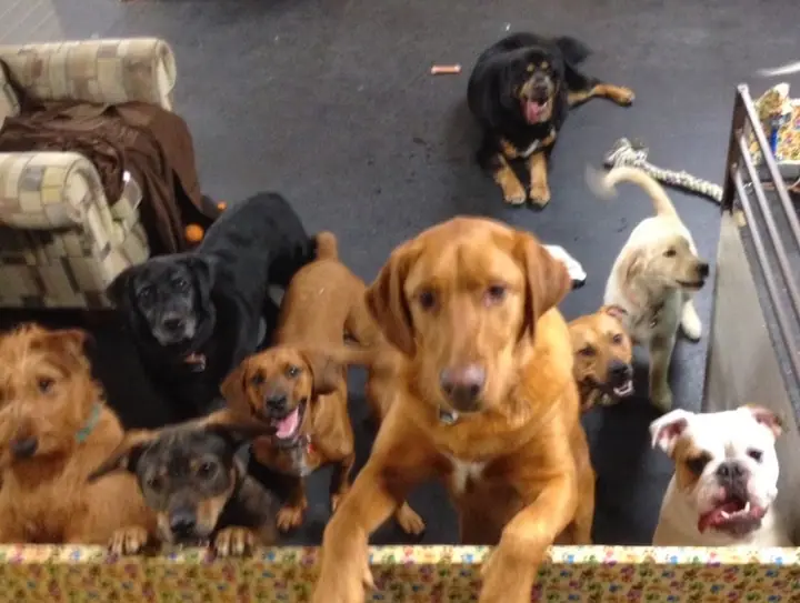 Stay & Play Dog Hotel & Daycare, a dog day care center in Webster