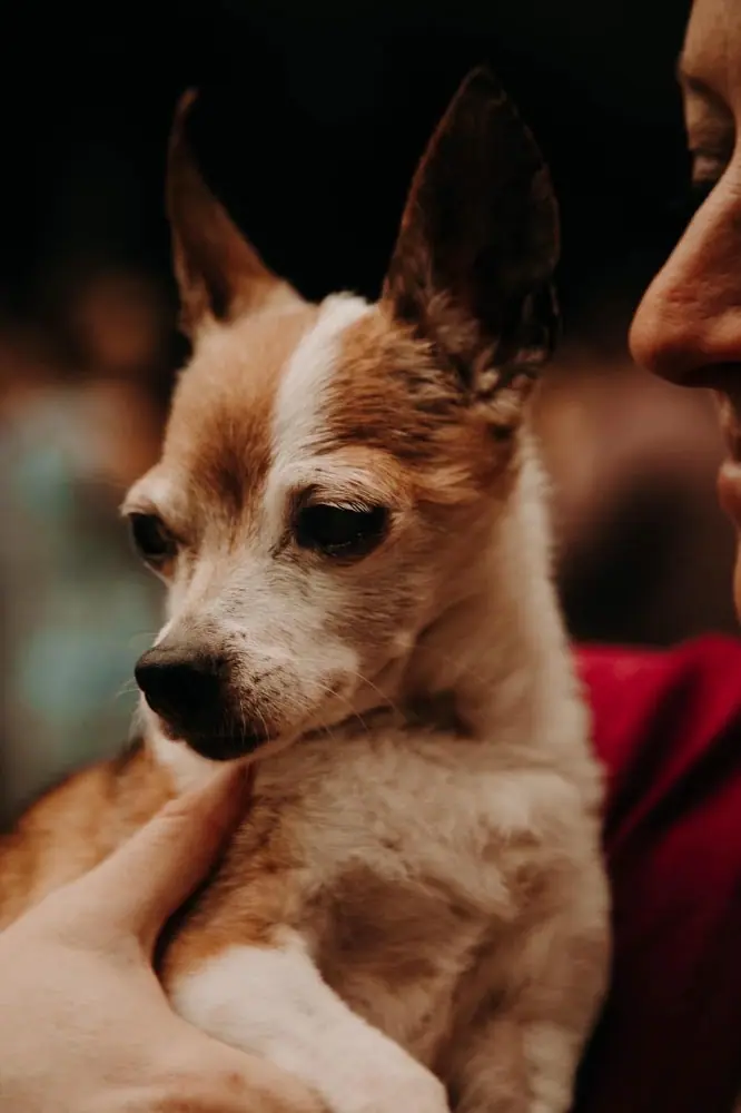 Animal Urgent Care, a veterinarian in Rochester