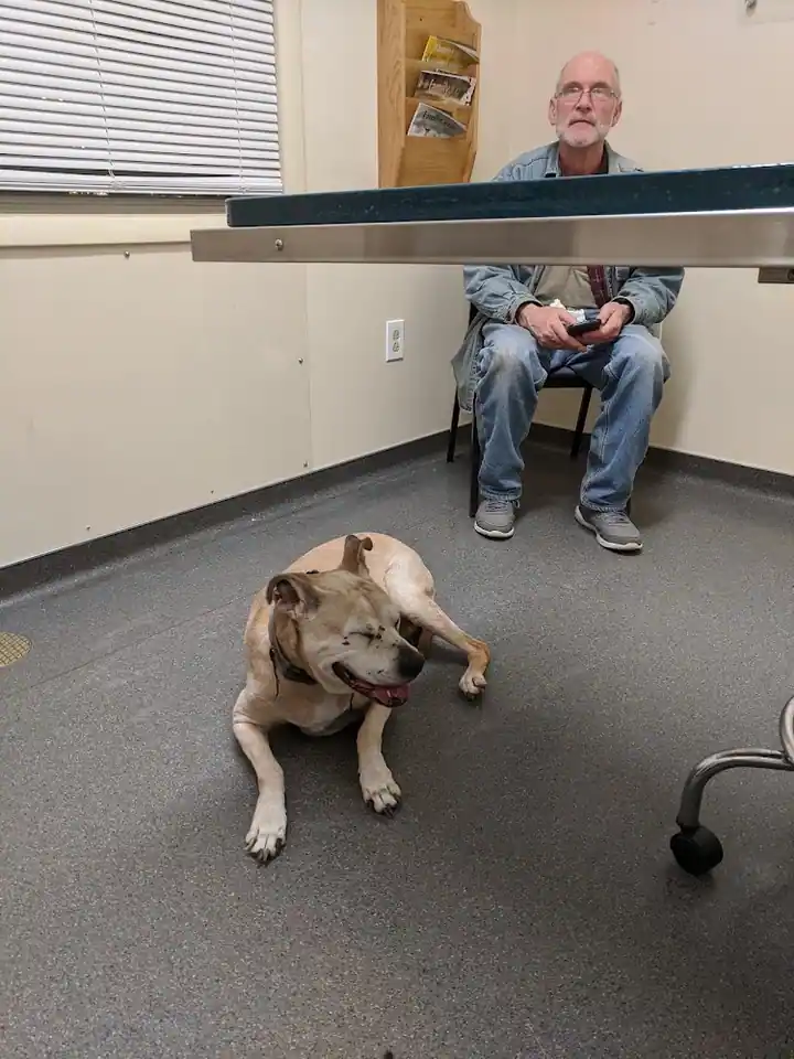 Irondequoit Animal Hospital, a veterinarian in Rochester
