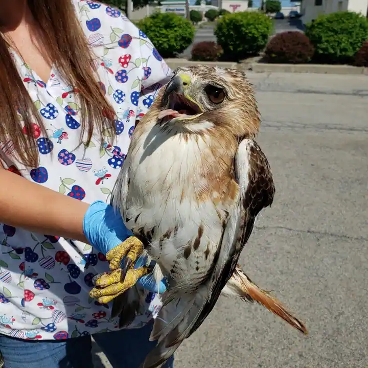 Lakeside Animal Hospital, an animal hospital in Rochester