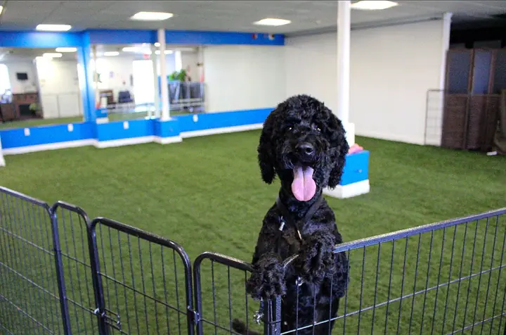 A Spa 4 Paws, a pet groomer in Webster
