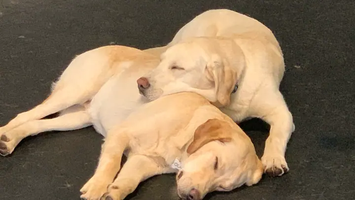 Tuxedo’s K9 Training Camp, a dog day care center in Rochester