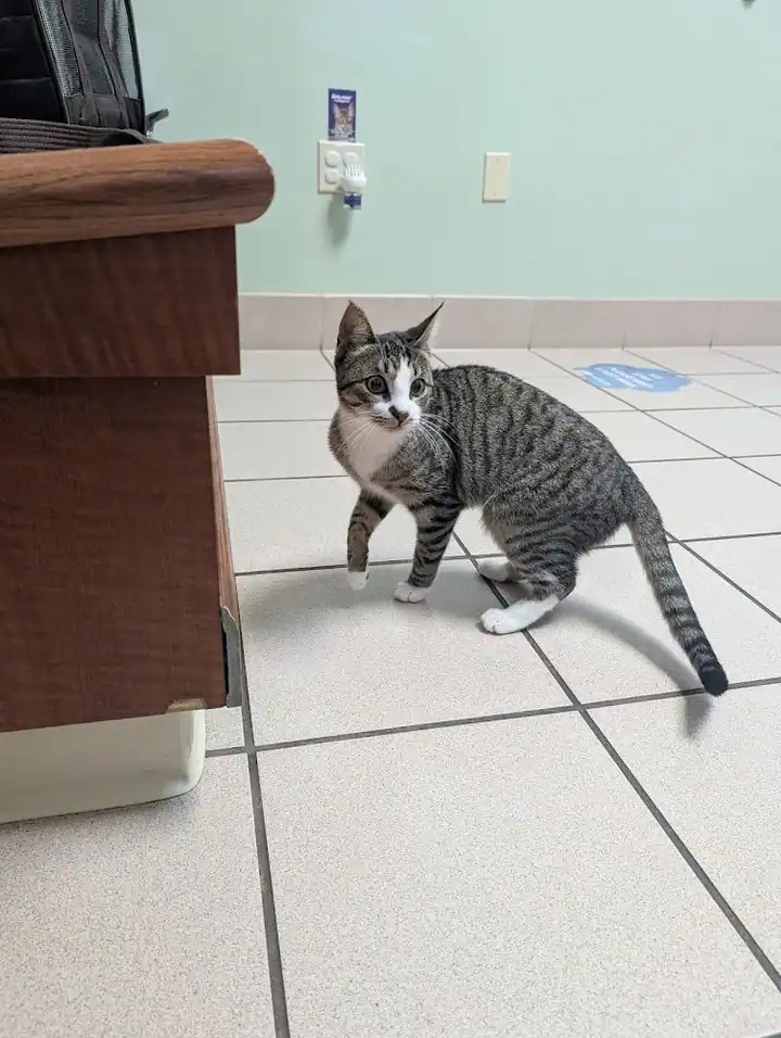 Cats & Critters Veterinary Hospital, a veterinarian in Rochester
