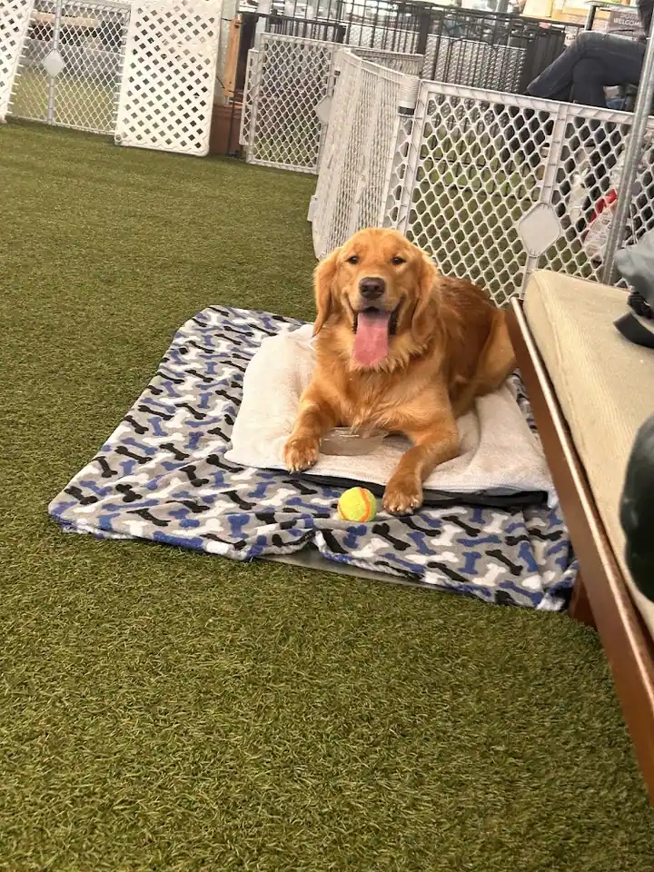 Woofs Canine Club & Indoor Dog Park, a dog park in Webster